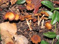 Conocybe rugosa image