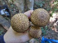 Lacrymaria echiniceps image