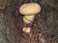 Gymnopilus ventricosus image