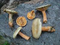 Lactarius deterrimus image