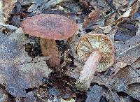 Lactarius mutabilis image