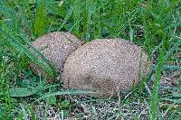 Calvatia cyathiformis image