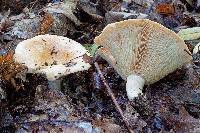 Lactarius psammicola image