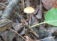 Rhizomarasmius pyrrhocephalus image