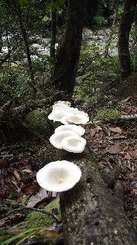 Lentinus sajor-caju image