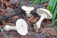 Amanita canescens image