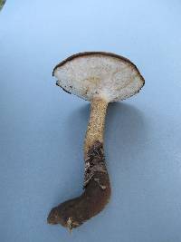 Polyporus radicatus image