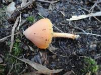 Entoloma salmoneum image