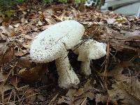 Amanita polypyramis image