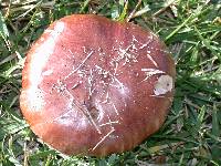 Tricholoma fracticum image