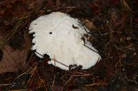 Amanita polypyramis image