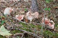 Hygrophorus russula image