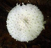 Leucocoprinus cretaceus image