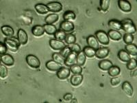 Leucocoprinus cretaceus image