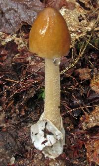 Amanita sinicoflava image