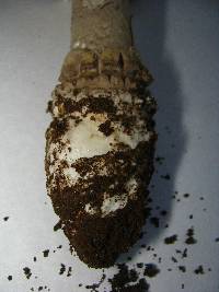 Amanita cinereopannosa image