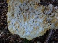 Hericium abietis image