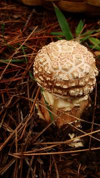 Amanita ravenelii image