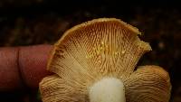 Lactarius chrysorrheus image