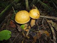 Suillus punctipes image