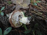 Suillus luteus image