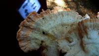 Laetiporus cincinnatus image