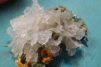 Tremella fuciformis image