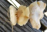 Marasmius oreades image