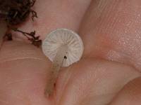 Entoloma sericellum image