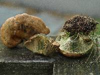 Lactarius chelidonium image