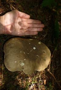 Boletus coniferarum image