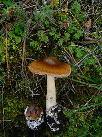 Amanita amerifulva image