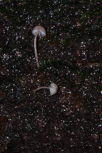 Mycena nebula image