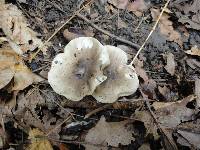 Tricholoma olivaceobrunneum image