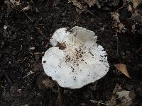 Tricholoma subresplendens image