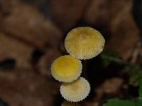 Mycena crocea image