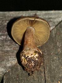 Cortinarius scaurus image