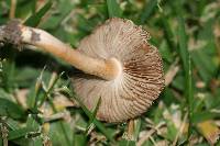 Inocybe rimosa image