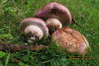 Cortinarius balteatocumatilis image