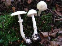 Amanita citrina f. lavendula image