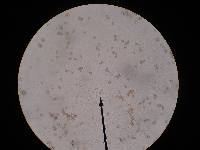 Cortinarius flexipes image