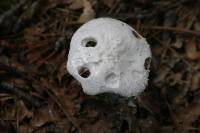 Amanita polypyramis image