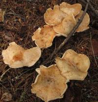 Rhodocollybia maculata image