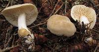 Tricholoma inamoenum image