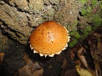 Hemistropharia albocrenulata image