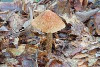 Cortinarius corrugatus image