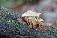 Mycena inclinata image