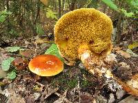 Suillus grevillei image