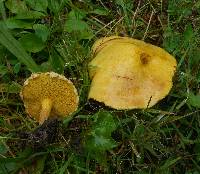 Suillus americanus image
