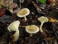 Ampulloclitocybe clavipes image